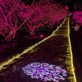 LEDロープライト_シャンパンゴールド@今帰仁グスク桜まつり